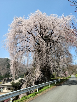 昼神温泉入口：枝垂れ桜 4/1