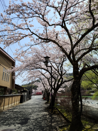 昼神温泉中央阿知川沿い：桜並木 4/1