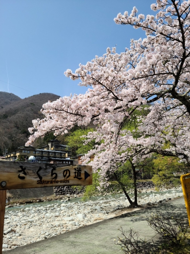 昼神温泉中央阿知川沿い：桜並木 4/1