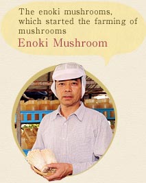 Enoki Mushroom