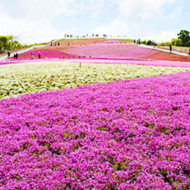 茶臼山高原の芝桜