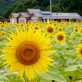 平谷村ひまわり